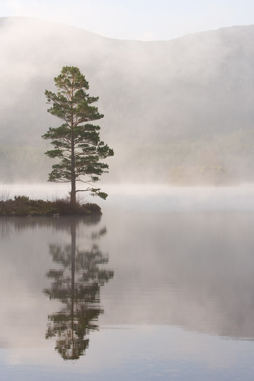 Scots pine Pinus sylvestris in mist, Loch an Eilein, Rothiemurchus, Cairngorms National Park, Scotland, April 2007.